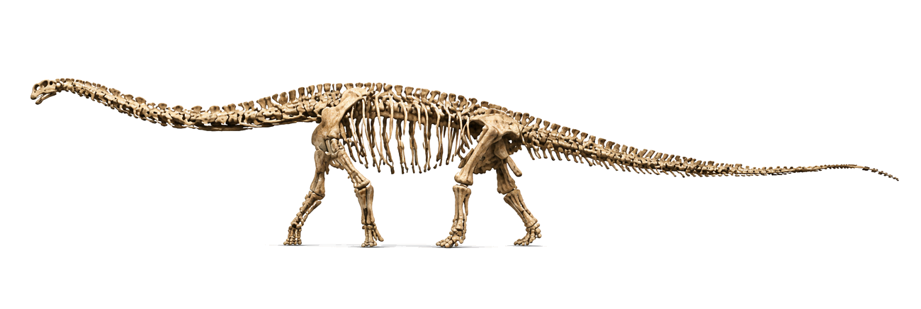 Nagatitan fossil